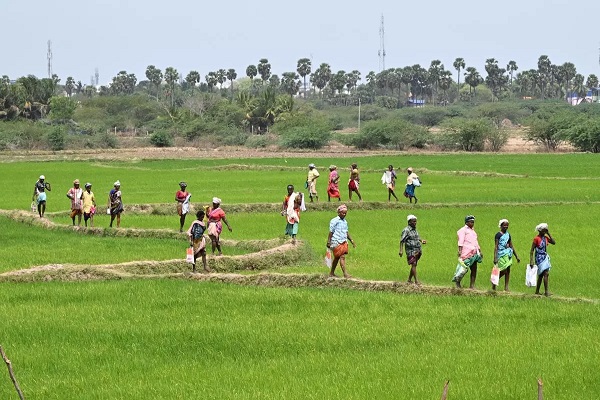 India's Summer Crop Coverage Expands, Surpassing Expectations