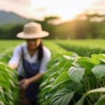 Yunnan Faces Record High Prices and Scarce Supplies in Large White Kidney Bean Market