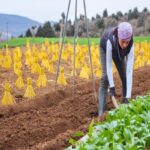 Dalian's Millet Market Outlook: Increased Planting Area and Cautious Market Sentiment