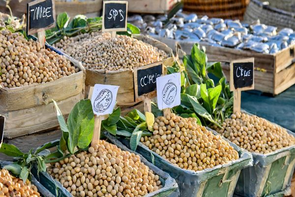 Impact of Chicago's Decline on Soybean Prices in Brazil