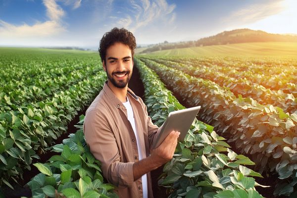 Impact of Chicago Market Collapse on Brazilian Soybean Prices