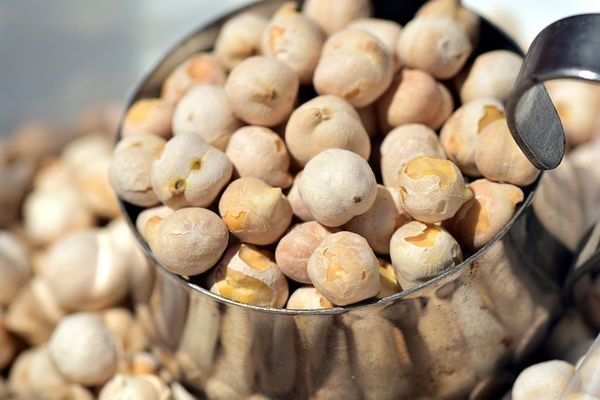 Increasing Chickpea Sowing in Canada Is A Promising Opportunity for Exporters