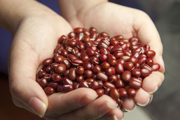 Stable Outlook for Adzuki bean Prices in China's Dalian Market