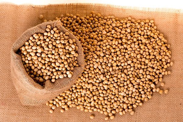 Soybean Prices Ease as Market Awaits USDA Report