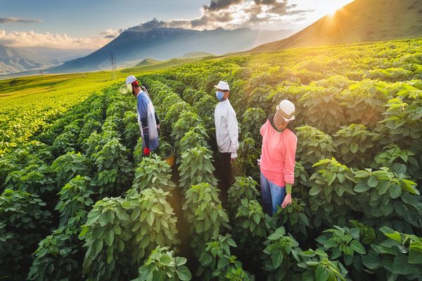 Soybean Prices Rise in May Amid Uncertainties in Brazil