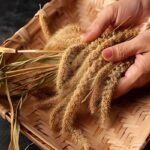 millet
