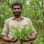 cardamom