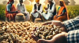 Peanut Crop Shows Promise: New Season Prices Open as Weather Conditions and Export Demand Shape Market Expectations
