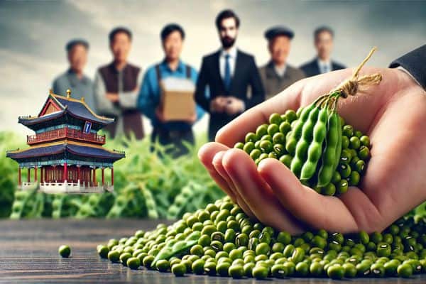 Mung Bean Market Update: Early Harvest Begins, Sales Progress Outpaces Last Year