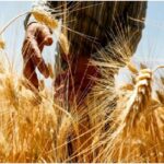 Wheat Futures Hold Steady Amid Export Pressure from Russia and Ukraine