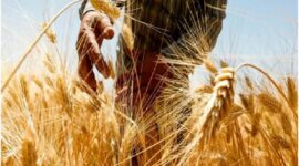 Wheat Futures Hold Steady Amid Export Pressure from Russia and Ukraine