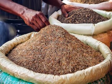 Indian Cumin Prices Hold Steady as Arrivals Keep Rolling In
