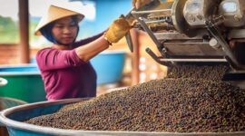Vietnam’s Pepper Exports to China See Major Decline