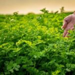 LATEST CORIANDER NEWS