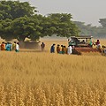 soybean procurement