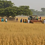 soybean procurement