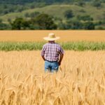 brazil wheat crop production surges