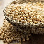 Soybean