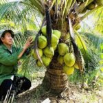 coconut latest news