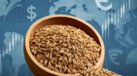 cumin news