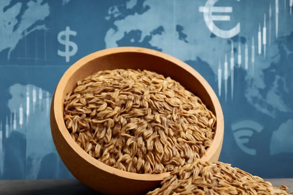 cumin news