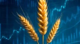 wheat updates
