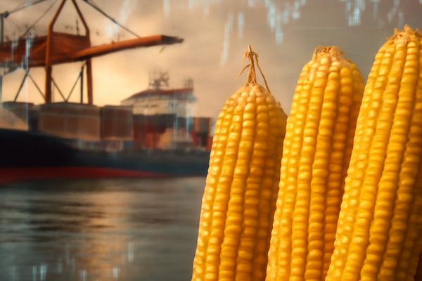 global corn market