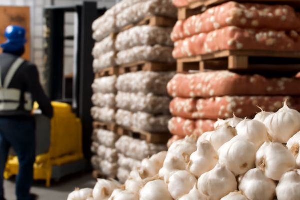 Garlic market analysis