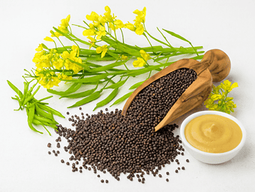 mustard