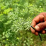 LATEST FENNEL NEWS