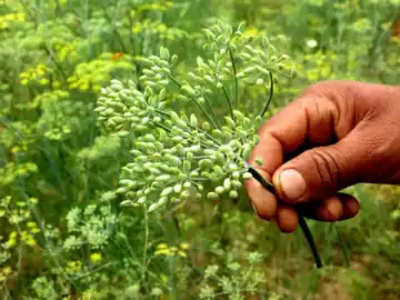 LATEST FENNEL NEWS