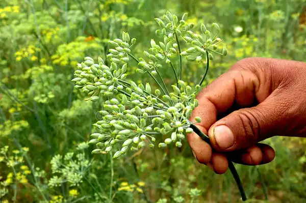 LATEST FENNEL NEWS