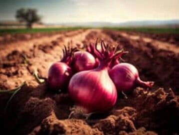 onion latest news