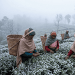 "Tea workers plucking leaves in Nilgiris plantations during winter frost."