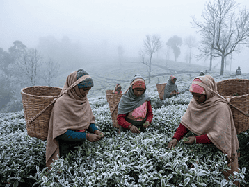 "Tea workers plucking leaves in Nilgiris plantations during winter frost."
