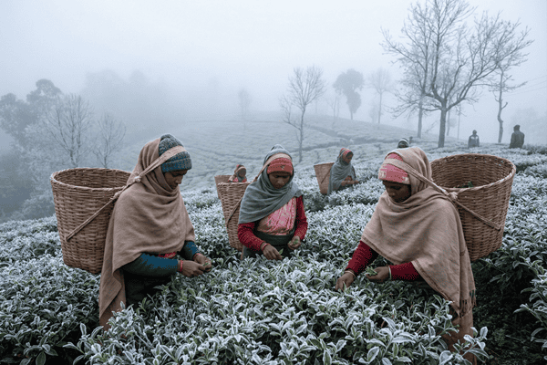 "Tea workers plucking leaves in Nilgiris plantations during winter frost."