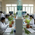 "Scientists examining rice plants in a crop research laboratory in India."