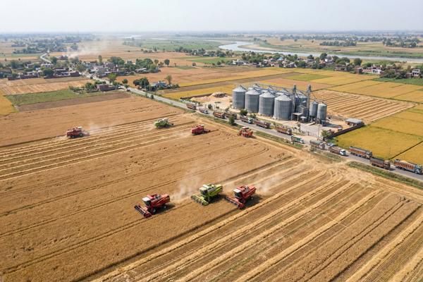 Aerial view of large-scale grain harvesting with multiple combine harvesters working in golden fields near storage silos and rural farmland