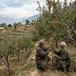 Apple orchards in Kashmir Valley with farmers inspecting fruit quality amid Himalayan foothills