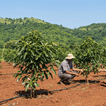 "Avocado trees in a commercial orchard in India with farmers inspecting young fruit."