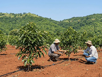 "Avocado trees in a commercial orchard in India with farmers inspecting young fruit."