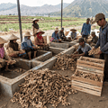 "Workers sorting and washing fresh ginger roots on Indonesian farms for export."