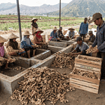"Workers sorting and washing fresh ginger roots on Indonesian farms for export."