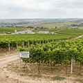 Modern table grape vineyards in Moldova showcasing pergola systems and export-focused horticulture.