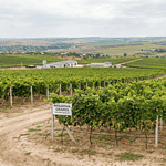 Modern table grape vineyards in Moldova showcasing pergola systems and export-focused horticulture.