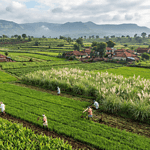 Farmers practicing natural farming in Maharashtra while cultivating medicinal and aromatic crops such as turmeric and lemongrass.