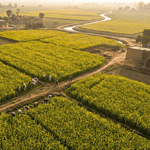 Aerial view of mustard farms in India showing flowering crop fields during the Rabi 2025-26 season.