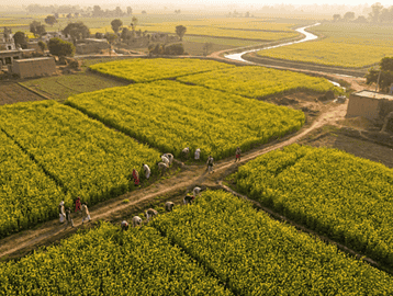 Aerial view of mustard farms in India showing flowering crop fields during the Rabi 2025-26 season.