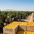 Egyptian Citrus Demand Rises in Brazil as 2025 Export Season Begins