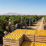 Egyptian Citrus Demand Rises in Brazil as 2025 Export Season Begins